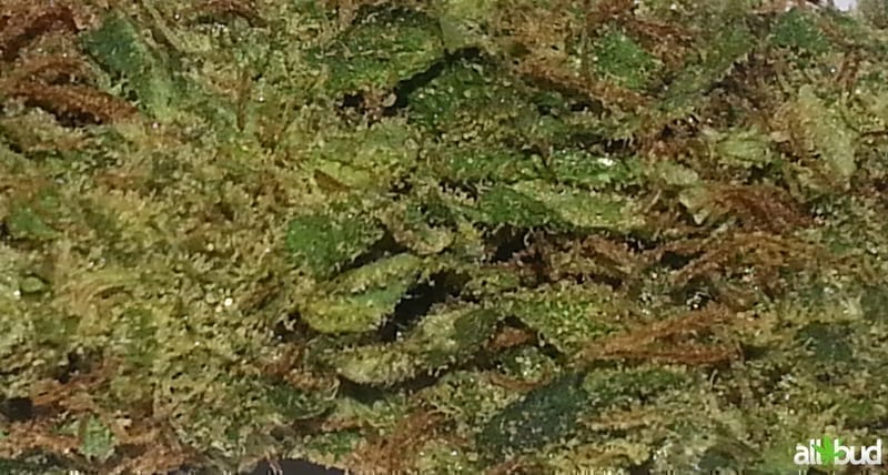 Durban Poison cannabis