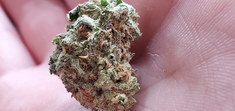 Granddaddy Purple cannabis