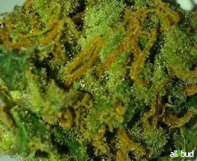 Lemon Skunk