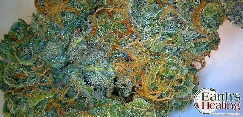 Northern Lights cannabis