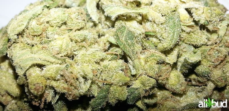 Pineapple Chunk