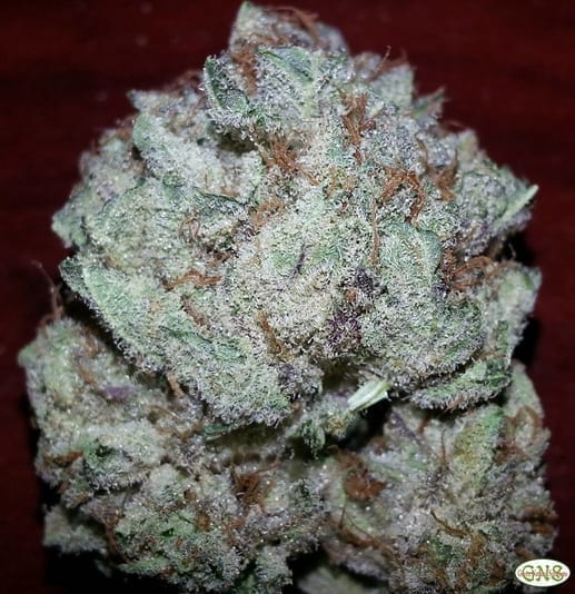 Purple Kush cannabis