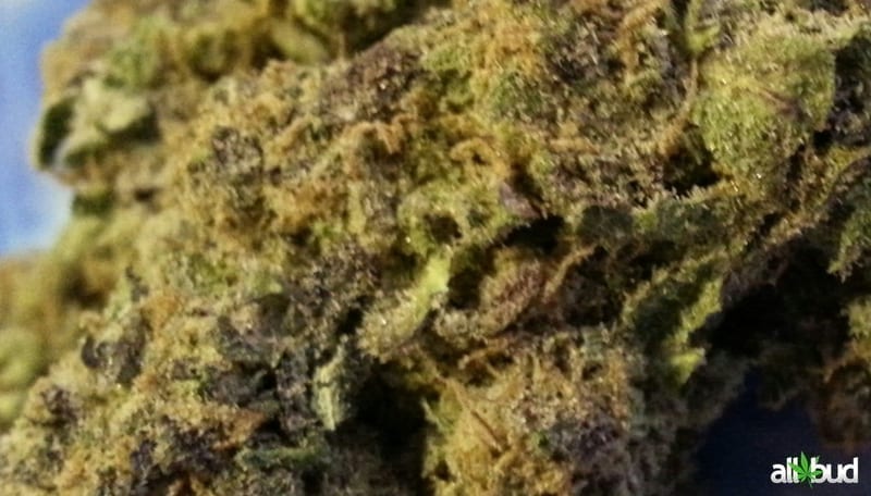 Purple Urkle