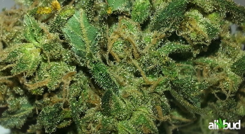 Skunk #1