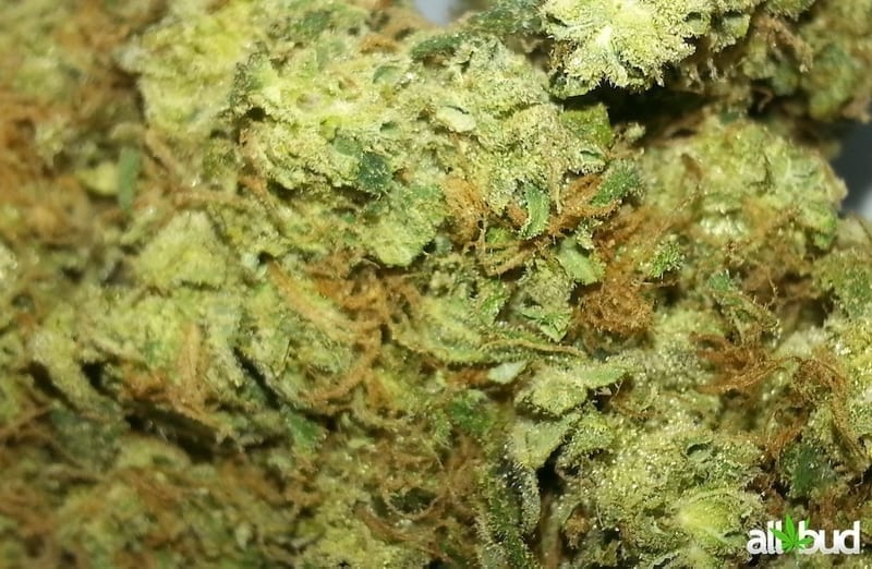 Sour Diesel cannabis