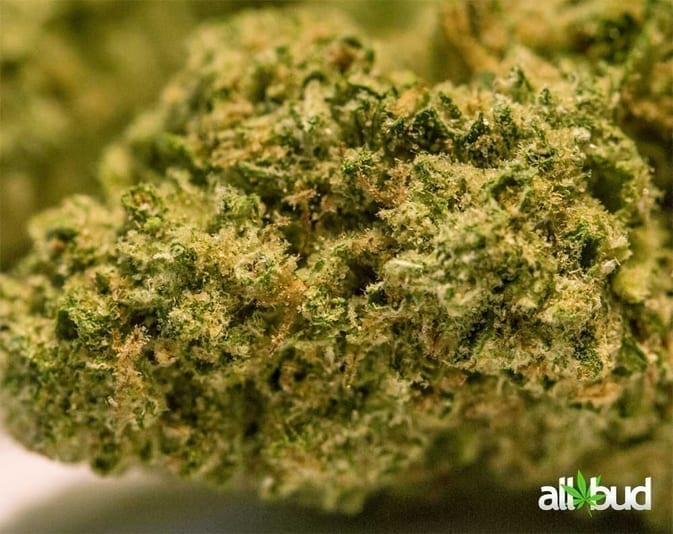 Super Silver Haze cannabis