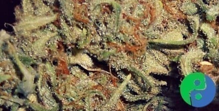 Trainwreck cannabis