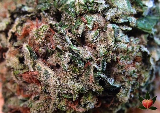 White Rhino